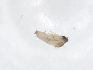  ( - CBG-B23297-G12)  @11 [ ] CreativeCommons - Attribution Share - Alike (2025) Centre for Biodiversity Genomics Centre for Biodiversity Genomics