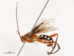  ( - CBG-B23309-D05)  @11 [ ] CreativeCommons - Attribution Share - Alike (2025) CBG Photography Group Centre for Biodiversity Genomics