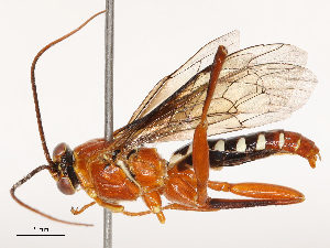  ( - CBG-B23309-D07)  @11 [ ] CreativeCommons - Attribution Share - Alike (2025) CBG Photography Group Centre for Biodiversity Genomics