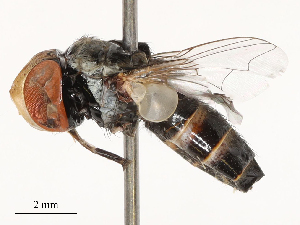  (Protomiltogramma cincta - CBG-B23309-E11)  @11 [ ] CreativeCommons - Attribution Share - Alike (2025) CBG Photography Group Centre for Biodiversity Genomics