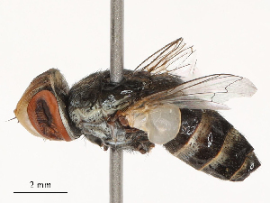  ( - CBG-B23309-H09)  @11 [ ] CreativeCommons - Attribution Share - Alike (2025) CBG Photography Group Centre for Biodiversity Genomics