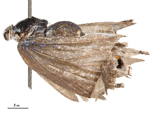  ( - CBG-B23314-B06)  @11 [ ] CreativeCommons - Attribution Share - Alike (2025) CBG Photography Group Centre for Biodiversity Genomics