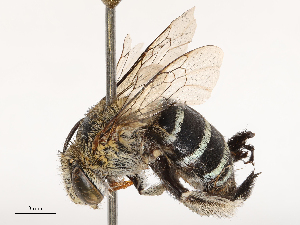  ( - CBG-B23316-B07)  @11 [ ] CreativeCommons - Attribution Share - Alike (2025) CBG Photography Group Centre for Biodiversity Genomics