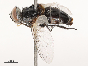  ( - CBG-B23326-G07)  @11 [ ] CreativeCommons - Attribution Share - Alike (2025) CBG Photography Group Centre for Biodiversity Genomics