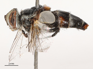  ( - CBG-B23326-G08)  @11 [ ] CreativeCommons - Attribution Share - Alike (2025) CBG Photography Group Centre for Biodiversity Genomics