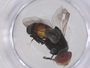  ( - CBG-B23408-C07)  @11 [ ] CreativeCommons - Attribution Share - Alike (2025) Centre for Biodiversity Genomics Centre for Biodiversity Genomics