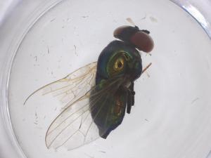  ( - CBG-B23408-H02)  @11 [ ] CreativeCommons - Attribution Share - Alike (2025) Centre for Biodiversity Genomics Centre for Biodiversity Genomics