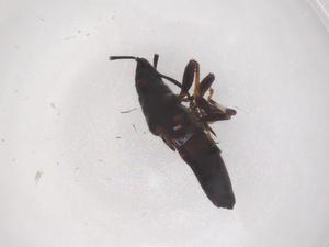  ( - CBG-B23410-A03)  @11 [ ] CreativeCommons - Attribution Share - Alike (2025) Centre for Biodiversity Genomics Centre for Biodiversity Genomics