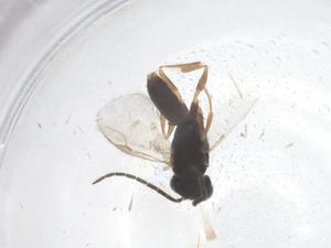  ( - CBG-B23412-F01)  @11 [ ] CreativeCommons - Attribution Share - Alike (2025) Centre for Biodiversity Genomics Centre for Biodiversity Genomics