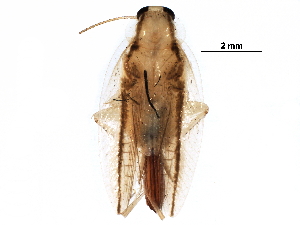  (Ectobiinae - BIOUG22974-G12)  @11 [ ] CreativeCommons - Attribution (2016) CBG Photography Group Centre for Biodiversity Genomics