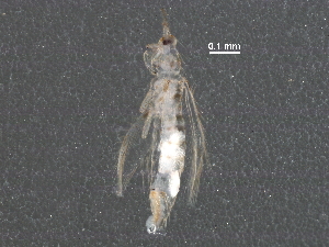  (Scolothrips rhagebianus - BIOUG23293-H05)  @12 [ ] CreativeCommons - Attribution (2016) CBG Photography Group Centre for Biodiversity Genomics