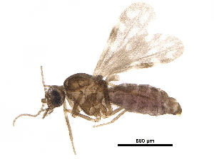  (Culicoides jacobsoni - BIOUG32084-G02)  @11 [ ] CreativeCommons - Attribution (2018) CBG Photography Group Centre for Biodiversity Genomics