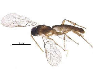  ( - BIOUG32089-C01)  @14 [ ] CreativeCommons - Attribution (2017) CBG Photography Group Centre for Biodiversity Genomics