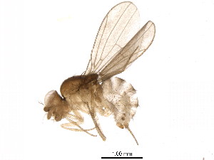  (Hirtodrosophila levigata - BIOUG12777-H07)  @13 [ ] CreativeCommons - Attribution (2014) CBG Photography Group Centre for Biodiversity Genomics
