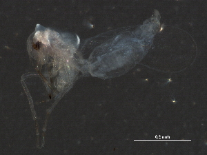  ( - BIOUG12880-D05)  @12 [ ] CreativeCommons - Attribution (2014) CBG Photography Group Centre for Biodiversity Genomics