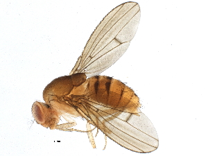  (Drosophila mediopunctata - BIOUG13193-G07)  @15 [ ] CreativeCommons - Attribution (2014) CBG Photography Group Centre for Biodiversity Genomics