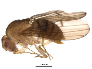  (Drosophila trifilum - BIOUG13154-D10)  @13 [ ] CreativeCommons - Attribution (2014) CBG Photography Group Centre for Biodiversity Genomics