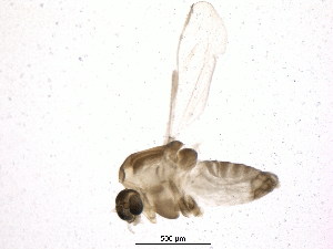  (Corynoneura ferelobata - BIOUG13150-C05)  @12 [ ] CreativeCommons - Attribution (2014) CBG Photography Group Centre for Biodiversity Genomics