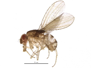  (Hirtodrosophila morgani affinis sul - BIOUG13364-E09)  @14 [ ] CreativeCommons - Attribution (2014) CBG Photography Group Centre for Biodiversity Genomics