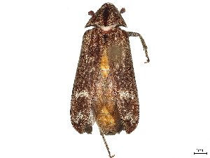  (Ptilophorinae - BIOUG64503-A09)  @11 [ ] CreativeCommons - Attribution (2022) CBG Photography Group Centre for Biodiversity Genomics