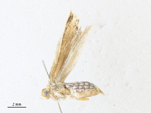  ( - BIOUG64514-G12)  @11 [ ] CreativeCommons - Attribution Share - Alike (2024) CBG Photography Group Centre for Biodiversity Genomics