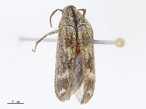  ( - CBG-A10768-E11)  @11 [ ] CreativeCommons - Attribution Share - Alike (2023) CBG Photography Group Centre for Biodiversity Genomics