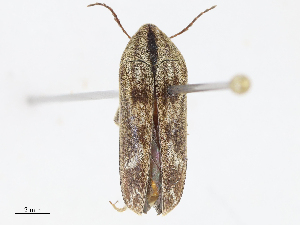  ( - CBG-A10768-F07)  @11 [ ] CreativeCommons - Attribution Share - Alike (2023) CBG Photography Group Centre for Biodiversity Genomics