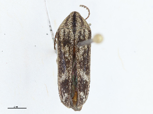  ( - CBG-A10769-D01)  @11 [ ] CreativeCommons - Attribution Share-Alike (2023) CBG Photography Group Centre for Biodiversity Genomics