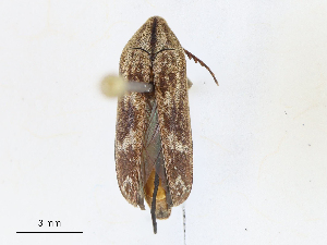  ( - CBG-A10769-D05)  @11 [ ] CreativeCommons - Attribution Share-Alike (2023) CBG Photography Group Centre for Biodiversity Genomics