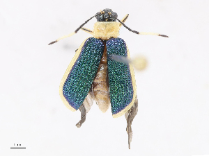  (Isotes sp. REN-2018 - CBG-A10772-G09)  @11 [ ] CreativeCommons - Attribution Share - Alike (2023) CBG Photography Group Centre for Biodiversity Genomics
