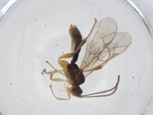  ( - CBG-A11165-E06)  @11 [ ] CreativeCommons - Attribution Share - Alike (2023) Centre for Biodiversity Genomics Centre for Biodiversity Genomics