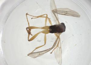  ( - CBG-A11166-A10)  @11 [ ] CreativeCommons - Attribution Share - Alike (2023) Centre for Biodiversity Genomics Centre for Biodiversity Genomics