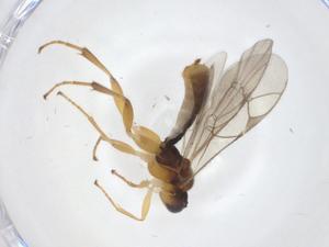  ( - CBG-A12457-G05)  @11 [ ] CreativeCommons - Attribution Share - Alike (2023) Centre for Biodiversity Genomics Centre for Biodiversity Genomics