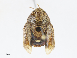  ( - CBG-A13291-A08)  @11 [ ] CreativeCommons - Attribution Share - Alike (2023) CBG Photography Group Centre for Biodiversity Genomics