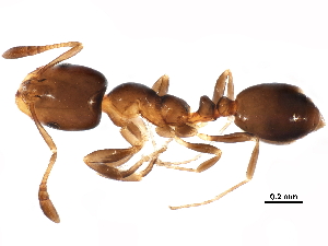  ( - BIOUG36264-B12)  @11 [ ] CreativeCommons - Attribution (2018) CBG Photography Group Centre for Biodiversity Genomics