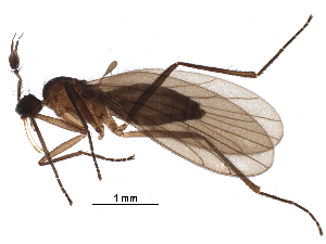  (Ceratomerus hibernatus - BIOUG27422-D12)  @11 [ ] CreativeCommons - Attribution (2016) CBG Photography Group Centre for Biodiversity Genomics