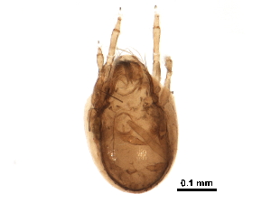  ( - BIOUG27644-E06)  @11 [ ] CreativeCommons - Attribution (2016) CBG Photography Group Centre for Biodiversity Genomics