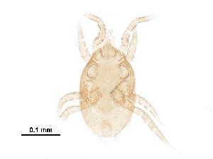  (Proctolaelaps sp. JCS42 - BIOUG28568-F05)  @11 [ ] CreativeCommons - Attribution (2016) CBG Photography Group Centre for Biodiversity Genomics