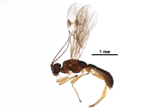  (Mesocentrus - BIOUG28754-C01)  @14 [ ] CreativeCommons - Attribution (2016) CBG Photography Group Centre for Biodiversity Genomics
