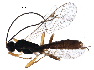  (Acrodactyla - BIOUG28756-H11)  @14 [ ] CreativeCommons - Attribution (2016) CBG Photography Group Centre for Biodiversity Genomics