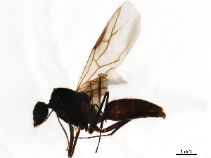  (Camponotus gibbinotus - BIOUG41945-H09)  @14 [ ] CreativeCommons - Attribution (2020) CBG Photography Group Centre for Biodiversity Genomics