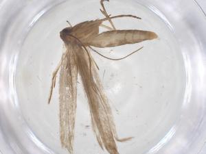  ( - CBG-B16330-D10)  @11 [ ] CreativeCommons - Attribution Share - Alike (2025) Centre for Biodiversity Genomics Centre for Biodiversity Genomics