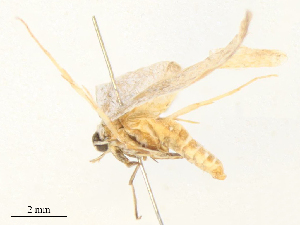  ( - CBG-B16534-A02)  @11 [ ] CreativeCommons - Attribution Share - Alike (2025) CBG Photography Group Centre for Biodiversity Genomics