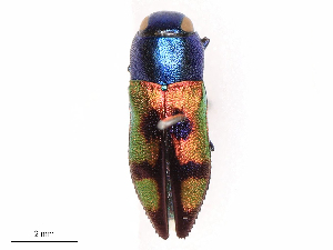  ( - CBG-B16537-C08)  @11 [ ] CreativeCommons - Attribution Share - Alike (2025) CBG Photography Group Centre for Biodiversity Genomics