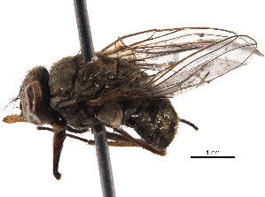  (Haematobosca sanguinolenta - BIOUG21419-D11)  @14 [ ] CreativeCommons - Attribution (2015) CBG Photography Group Centre for Biodiversity Genomics