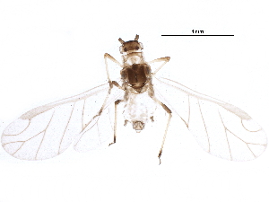  (Brachycaudus helichrysi - BIOUG21425-H01)  @13 [ ] CreativeCommons - Attribution (2015) CBG Photography Group Centre for Biodiversity Genomics