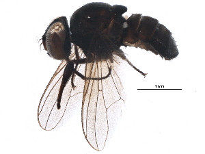  (Stomoxys uruma - BIOUG21545-H03)  @13 [ ] CreativeCommons - Attribution (2015) CBG Photography Group Centre for Biodiversity Genomics