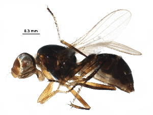  (Australosepsis frontalis - BIOUG23174-E02)  @11 [ ] CreativeCommons - Attribution (2016) CBG Photography Group Centre for Biodiversity Genomics