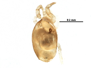  (Proctolaelaps sp. JCS04 - BIOUG23261-B01)  @11 [ ] CreativeCommons - Attribution (2016) CBG Photography Group Centre for Biodiversity Genomics