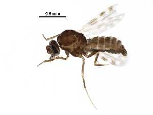  ( - BIOUG23395-G03)  @11 [ ] CreativeCommons - Attribution (2016) CBG Photography Group Centre for Biodiversity Genomics